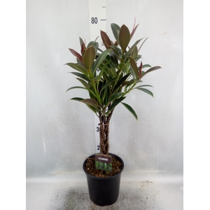 Ficus elastica   ...