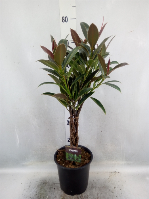 <h4>Ficus elastica   ...</h4>