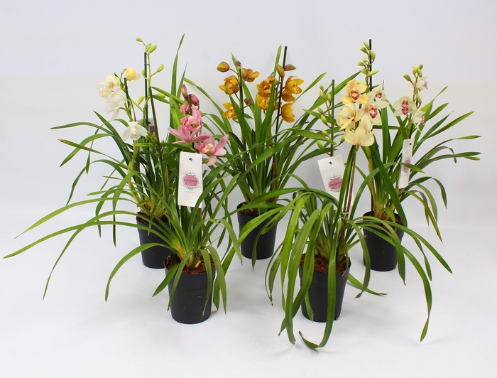 Cymbidium piccobello mix 2 tak