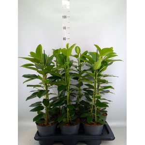 Ficus microcarpa 'Fuji'