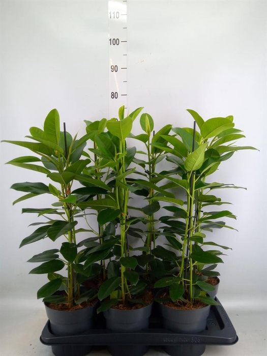<h4>Ficus microcarpa 'Fuji'</h4>