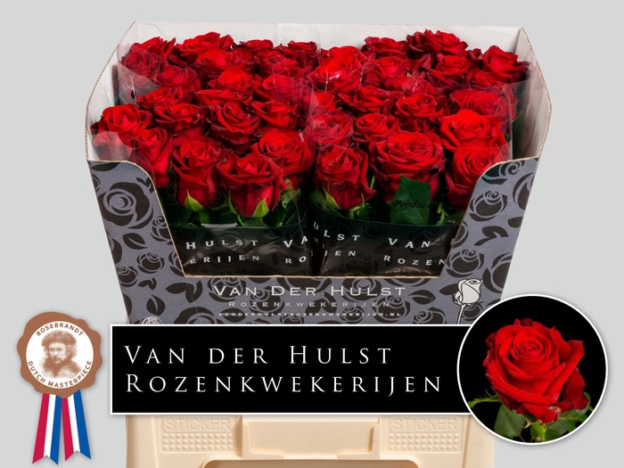 <h4>R Gr Con Amore Hulst</h4>