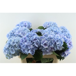 Hydr M Lollypop Blue 80-20