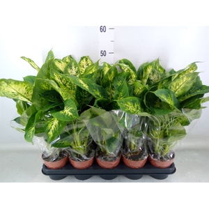 Dieffenbachia  'Compacta'