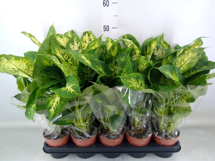 <h4>Dieffenbachia  'Compacta'</h4>