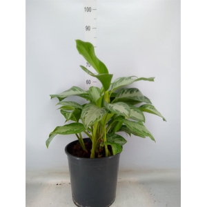 Aglaonema  'Silver Bay'