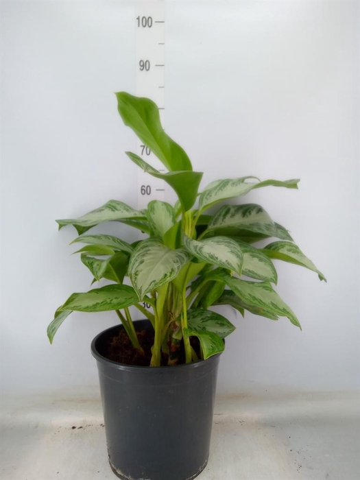 <h4>Aglaonema  'Silver Bay'</h4>