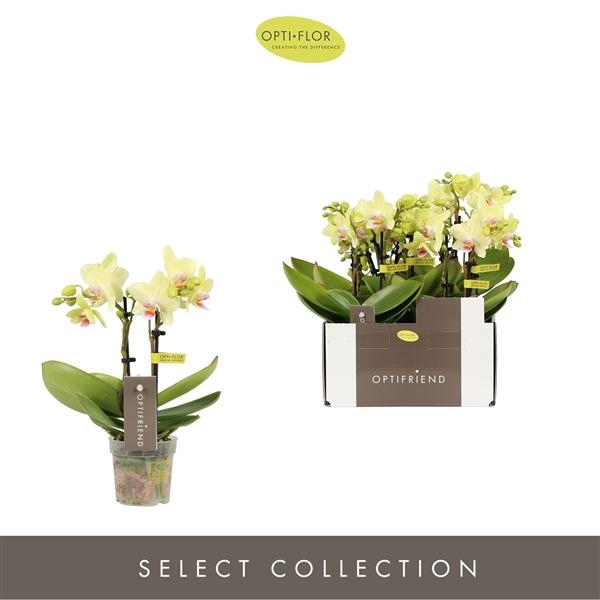 <h4>Phalaenopsis Multifloratypes overig geel</h4>