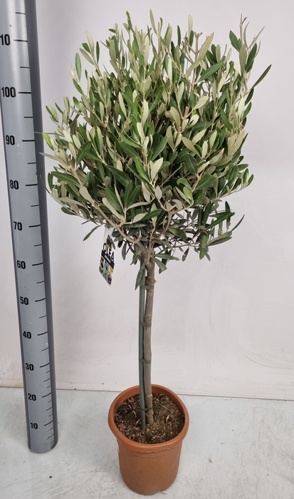 <h4>OLEA EUROPAEA</h4>