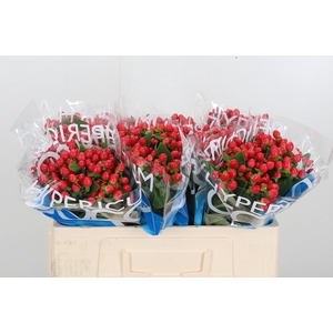 Hyp Coco Rio Rood