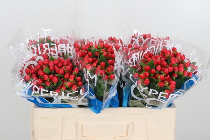 <h4>Hyp Coco Rio Rood</h4>