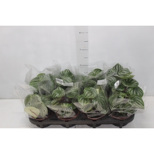 PEPEROMIA MELANCIA C13