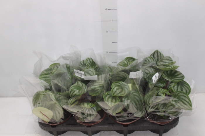 PEPEROMIA MELANCIA C13