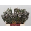 Kaaps Groen Silver Brunia