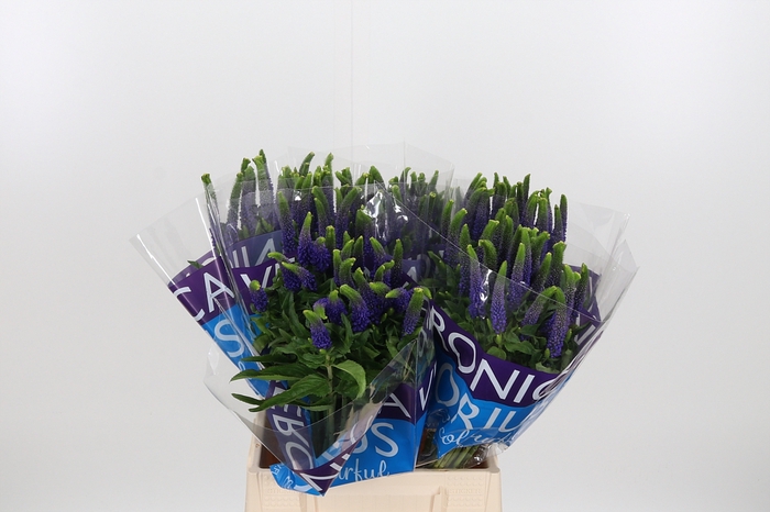 <h4>Veron Smart Diana</h4>