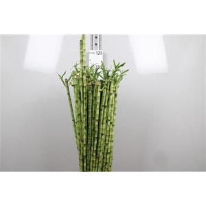 Drac Lucky Bamboo Recht 100cm