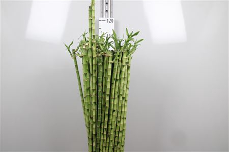 <h4>Drac Lucky Bamboo Recht 100cm</h4>
