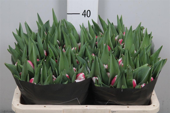 <h4>Tu En Crossover</h4>