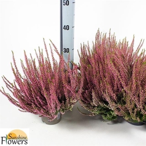 Calluna vulgaris Garden Girls mix 12Ø 20cm