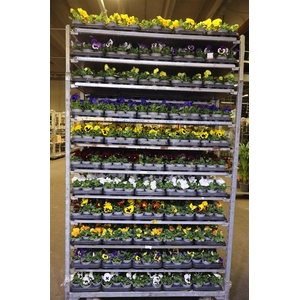 Vio F1 Hybr Mixk 1 Kleur Per Tray