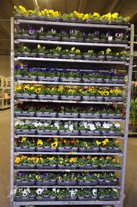 <h4>Vio F1 Hybr Mixk 1 Kleur Per Tray</h4>