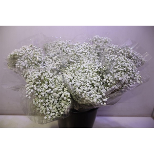 Gyps Pa Zi Discovery