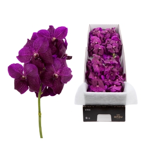Vanda Magic Fuchsia