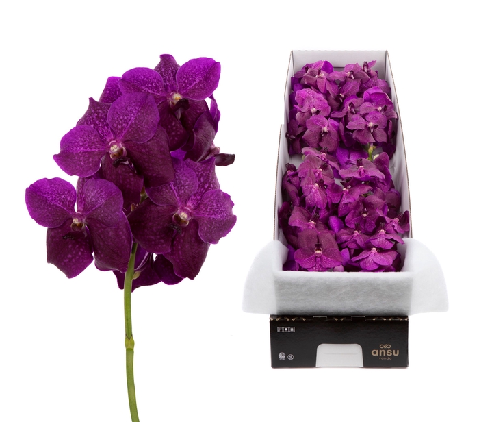 <h4>Vanda Magic Fuchsia</h4>