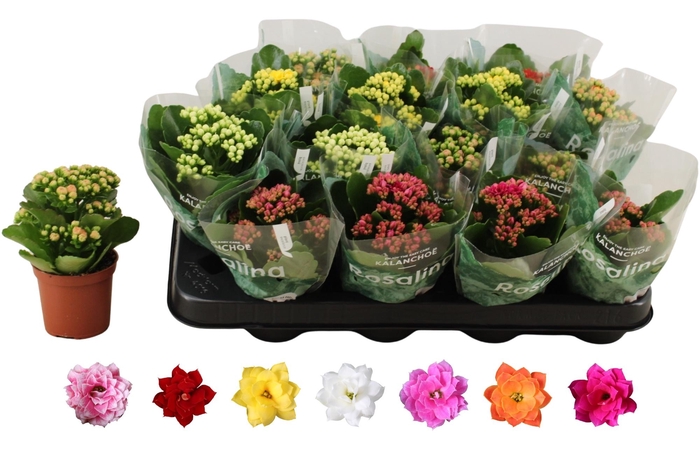 <h4>KAL GE RO GEM 6 KL</h4>