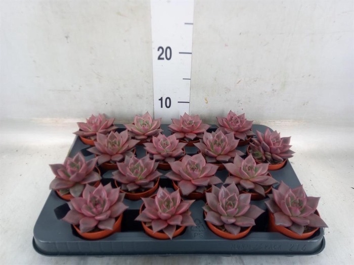 <h4>Echeveria  'Taurus'</h4>