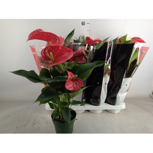 Anthurium andr. 'Michigan'