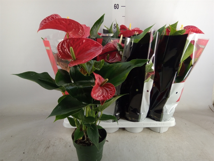 <h4>Anthurium andr. 'Michigan'</h4>