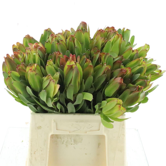 <h4>Leucad Laurel Yellow</h4>