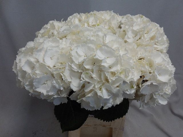 <h4>HYDR M SCHNEEBALL</h4>