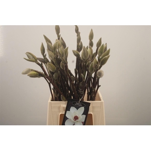 MAGNOLIA JOLY POMPON*