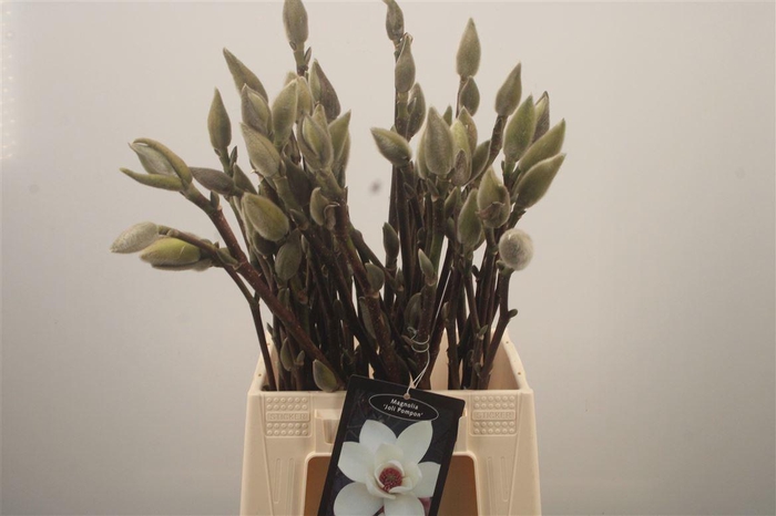 <h4>MAGNOLIA JOLY POMPON*</h4>