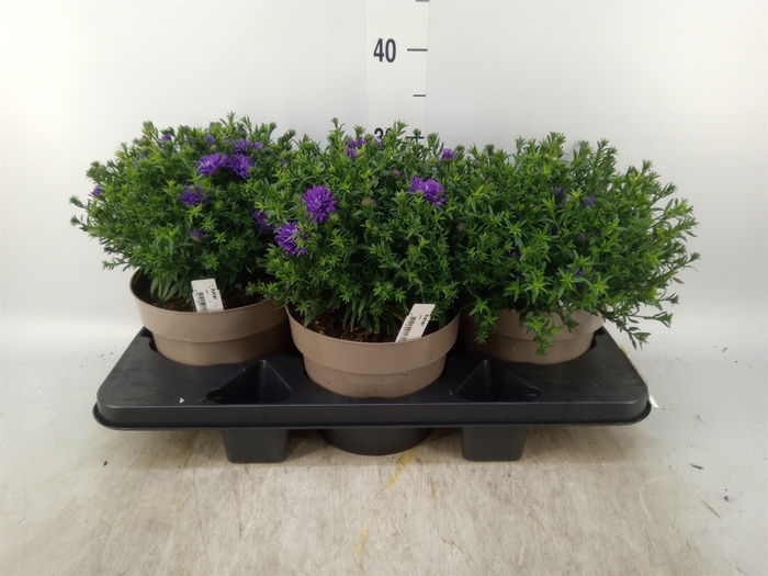 <h4>Aster dum. 'Alpha Light Pink'</h4>
