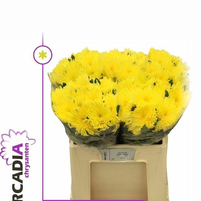 <h4>Chr G Topspin Yellow</h4>