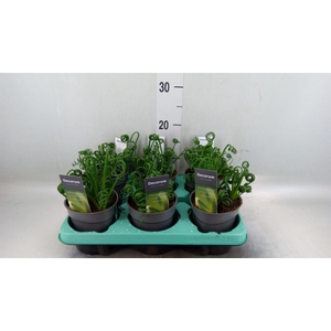 Albuca spiralis 'Frizzle Sizzle'