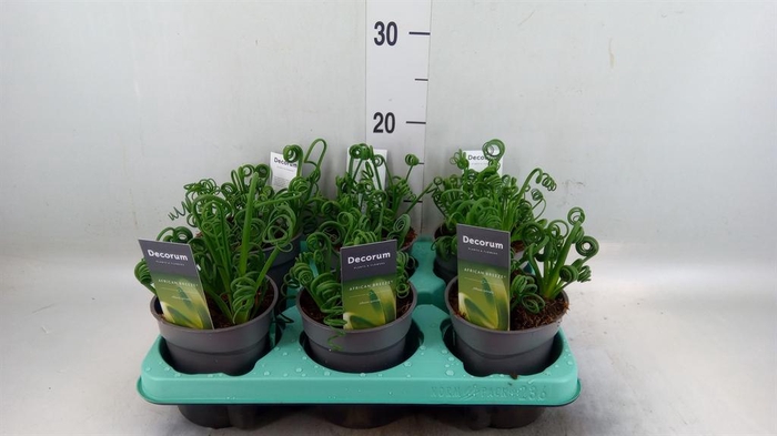 <h4>Albuca spiralis 'Frizzle Sizzle'</h4>