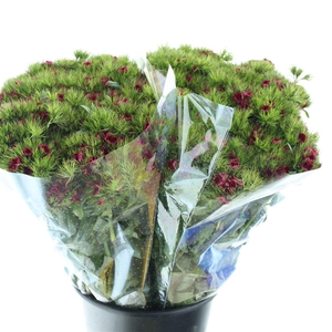 Di Barb Ball Bordeaux Super