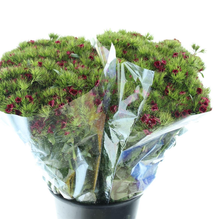 <h4>Di Barb Ball Bordeaux Super</h4>