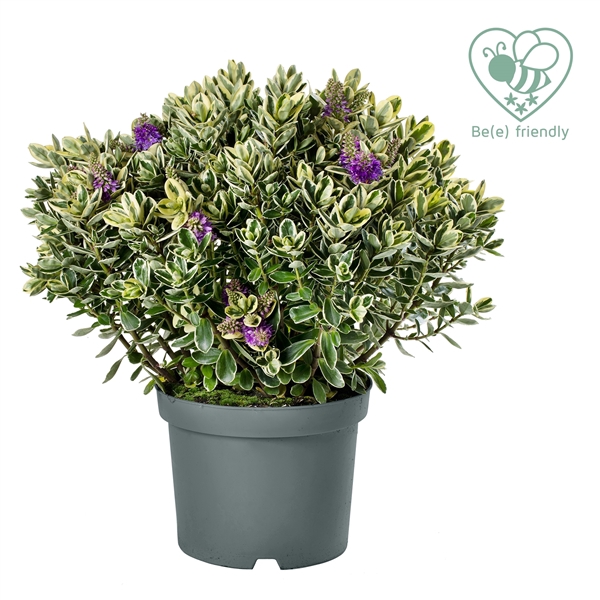 <h4>Hebe Classica Katrina P23 Addenda®</h4>