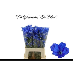 DELPH EN ENERGY BLUE