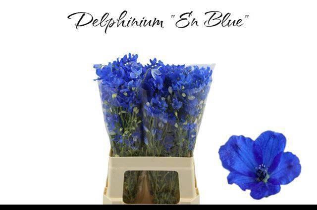<h4>DELPH EN ENERGY BLUE</h4>