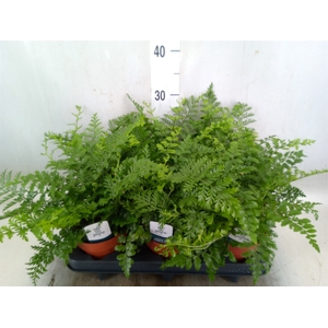 Asplenium parvati
