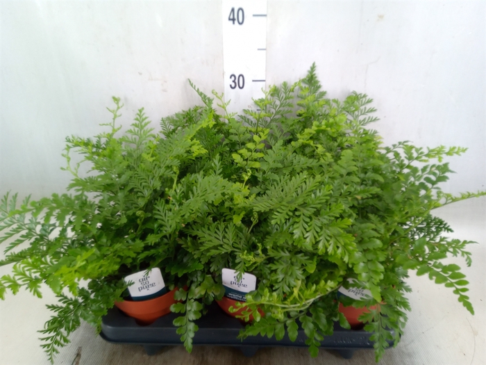 <h4>Asplenium parvati</h4>