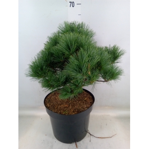 Pinus   ...
