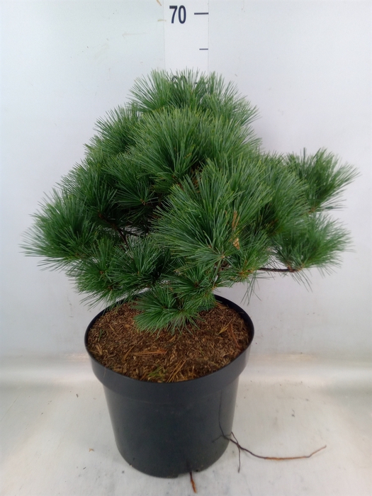 <h4>Pinus   ...</h4>