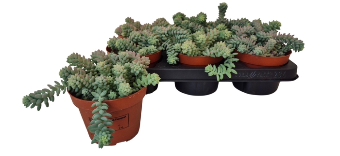 <h4>SEDUM BURRITO</h4>